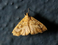 Scybalistodes periculosalis