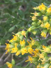 Amphipappus fremontii