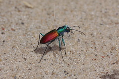 Cicindela scutellaris scutellaris