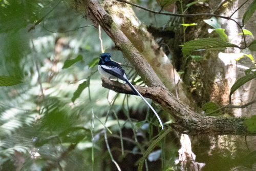 Malagasy Paradise Flycatcher (Terpsiphone mutata), photo 10
