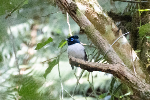 Malagasy Paradise Flycatcher (Terpsiphone mutata), photo 9