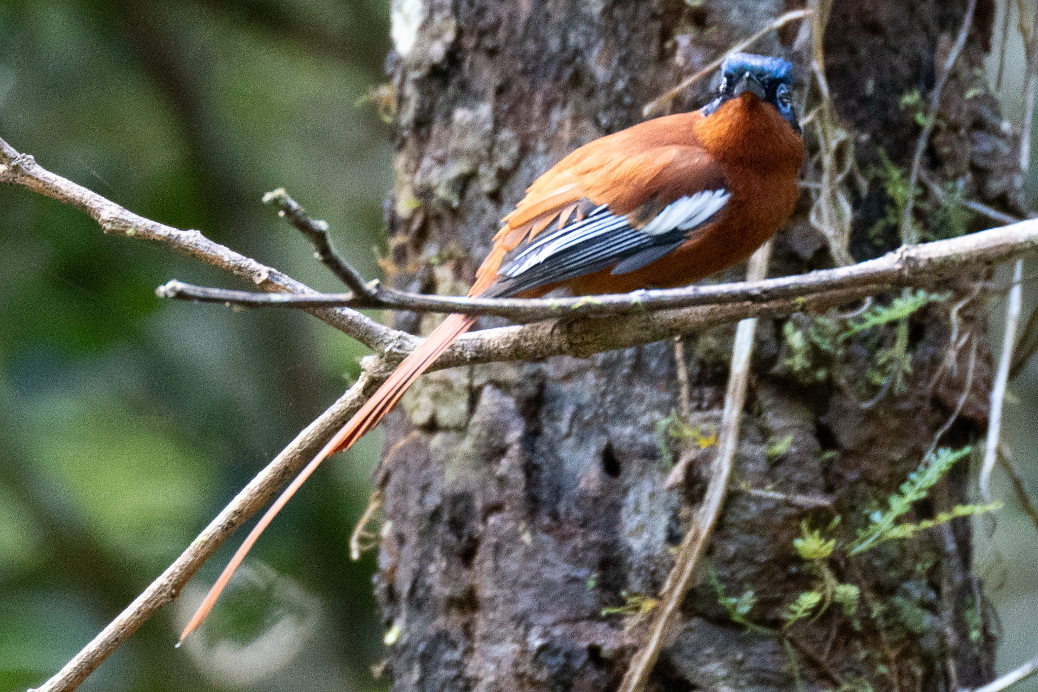 Malagasy Paradise Flycatcher (Terpsiphone mutata), photo 9