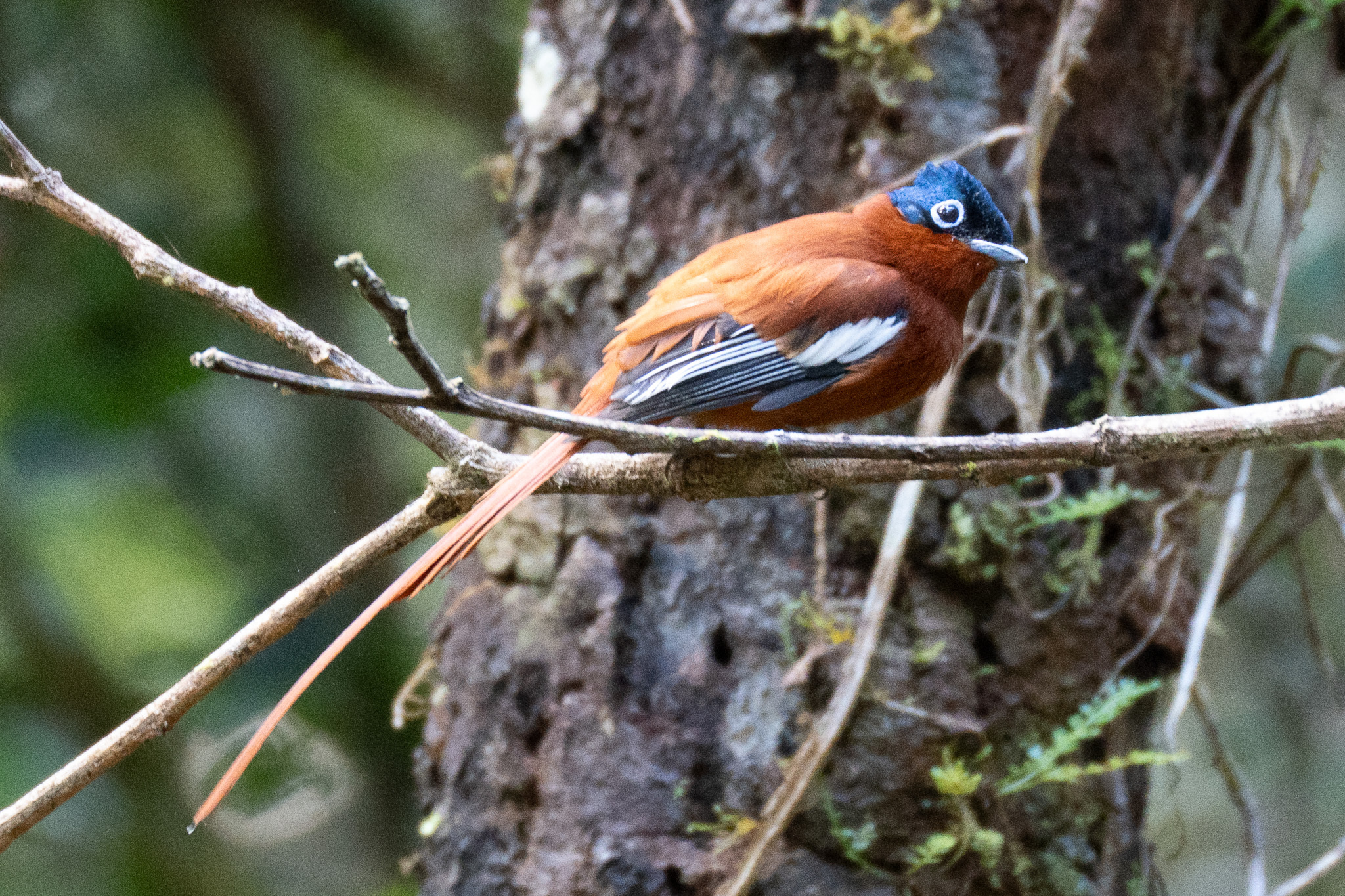 Malagasy Paradise Flycatcher (Terpsiphone mutata), photo 1