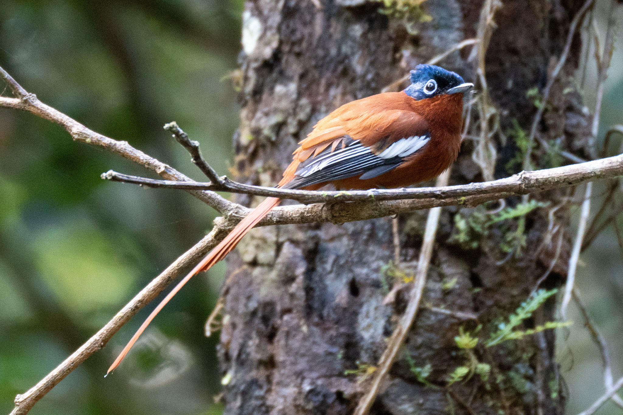 Malagasy Paradise Flycatcher (Terpsiphone mutata), photo 2