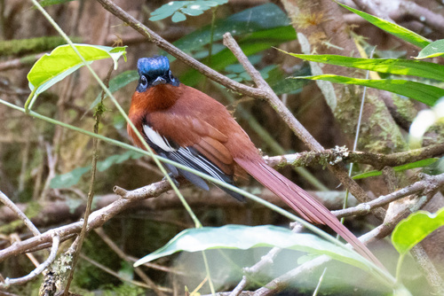 Malagasy Paradise Flycatcher (Terpsiphone mutata), photo 7