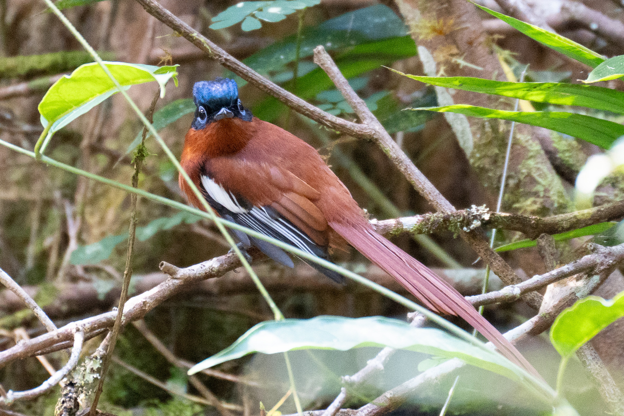 Malagasy Paradise Flycatcher (Terpsiphone mutata), photo 10