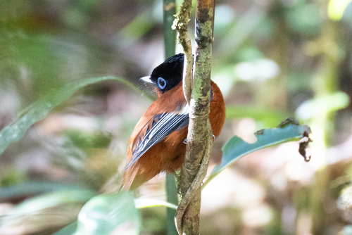 Malagasy Paradise Flycatcher (Terpsiphone mutata), photo 8