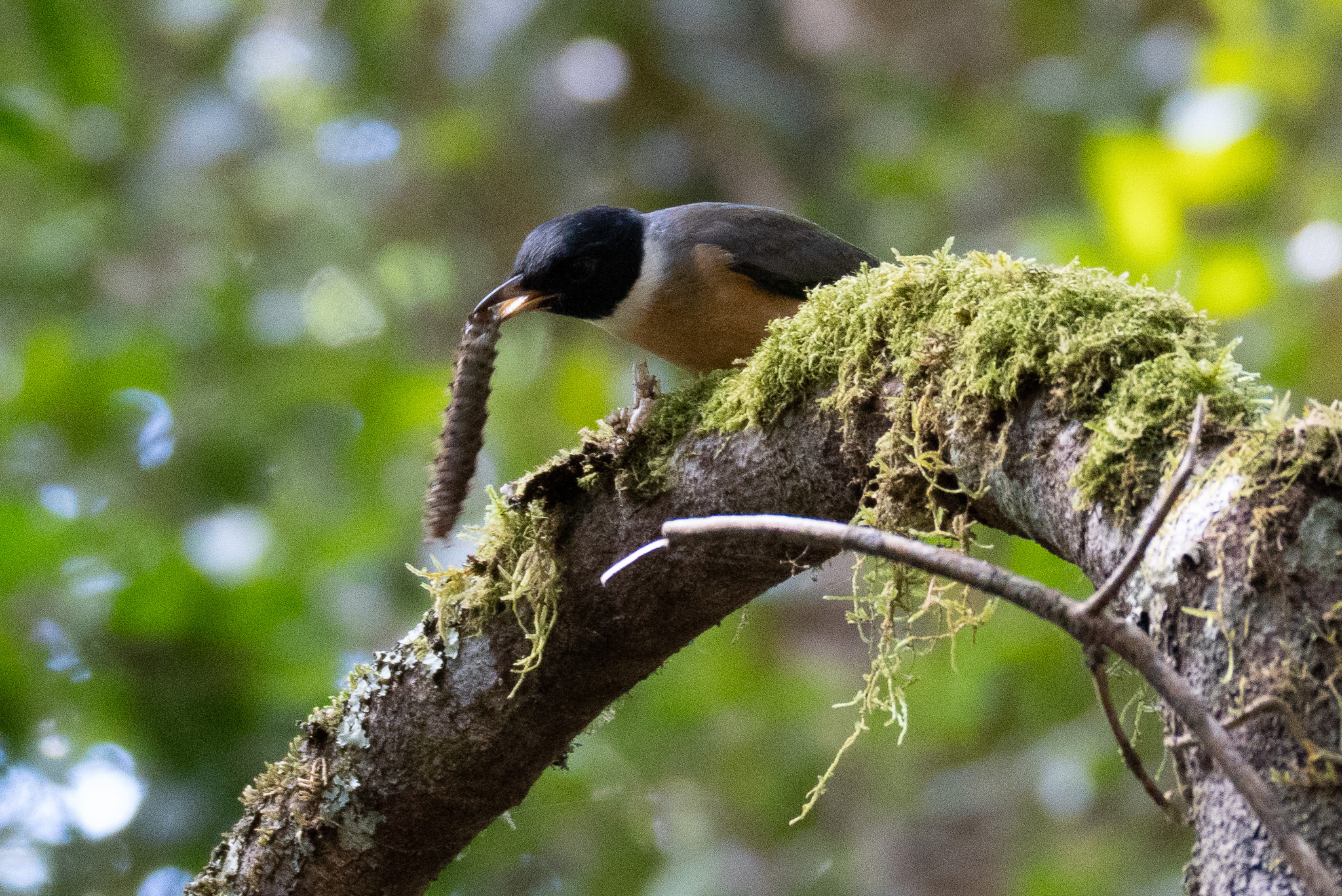 Tylas Vanga (Tylas eduardi), photo 10