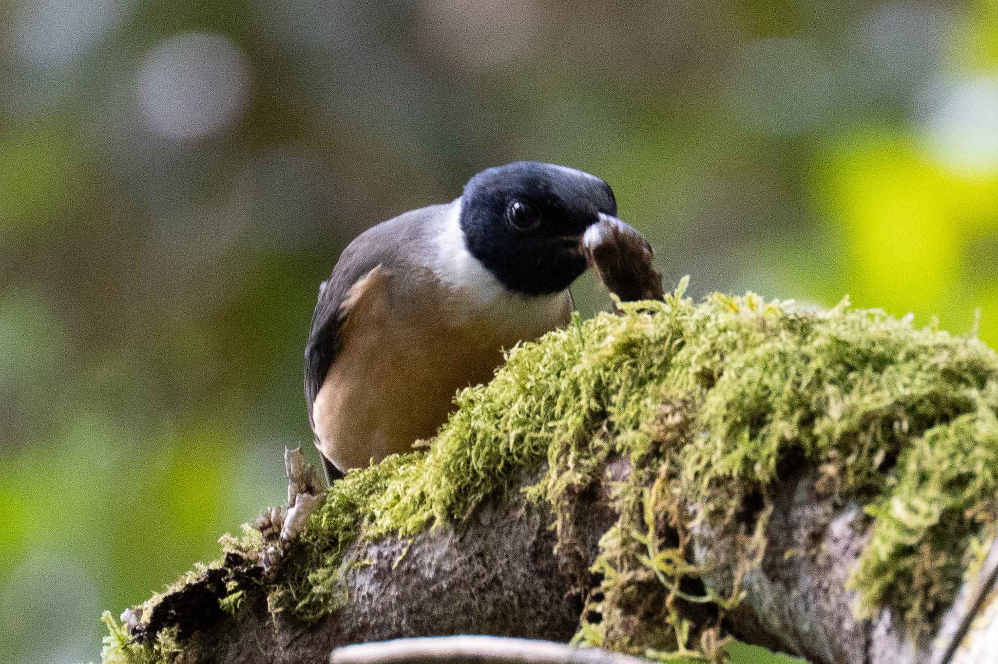 Tylas Vanga (Tylas eduardi), photo 9