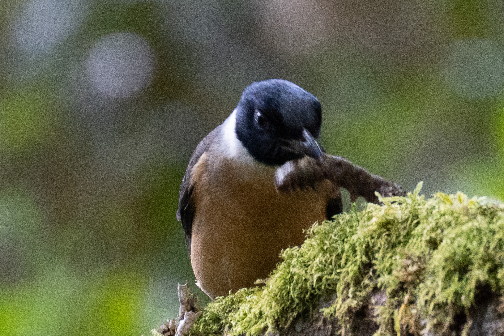 Tylas Vanga (Tylas eduardi), photo 6