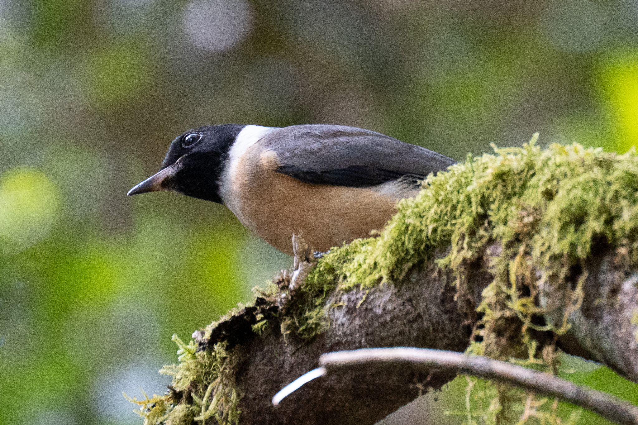 Tylas Vanga (Tylas eduardi), photo 5