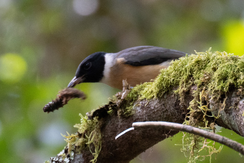 Tylas Vanga (Tylas eduardi), photo 8