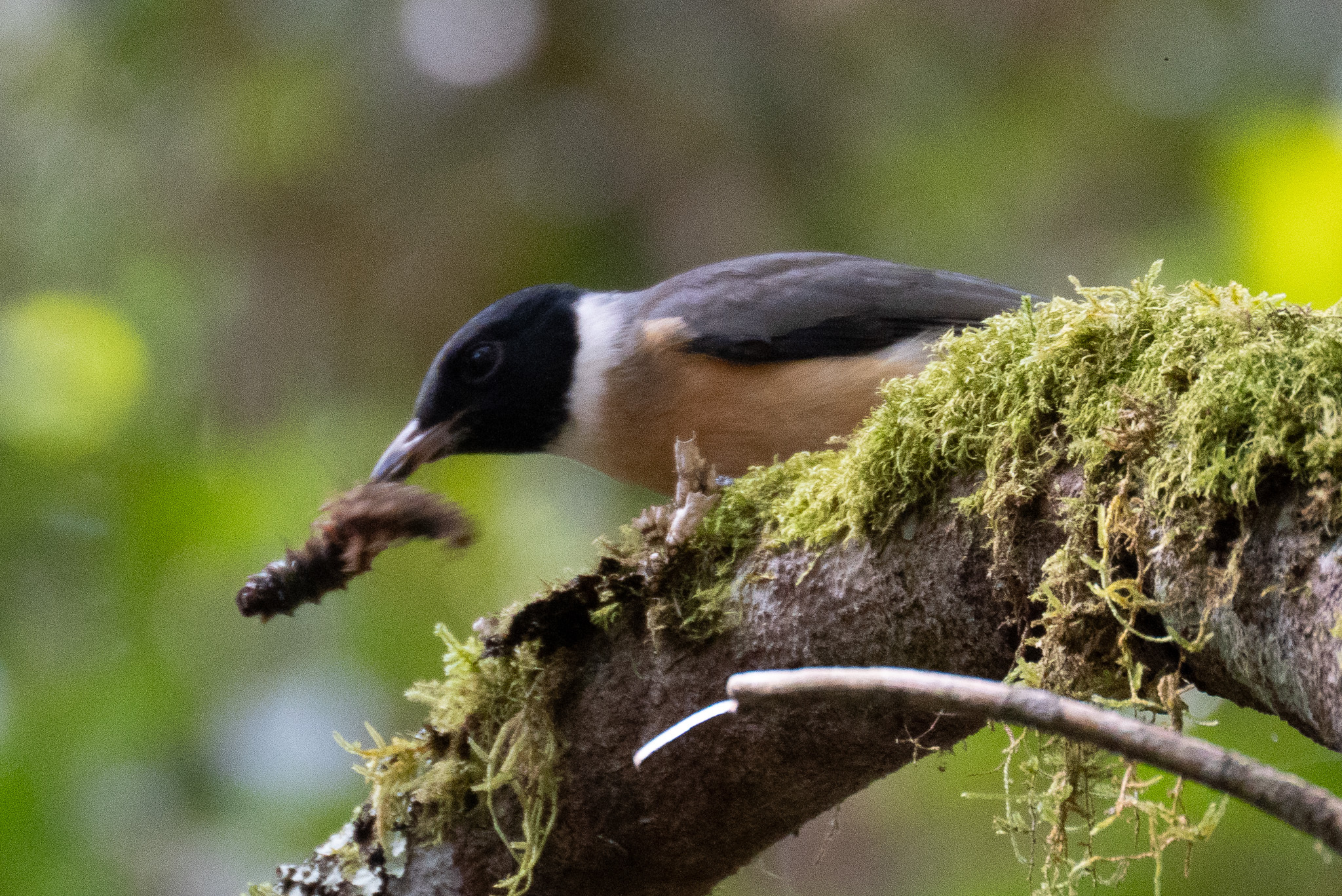 Tylas Vanga (Tylas eduardi), photo 8