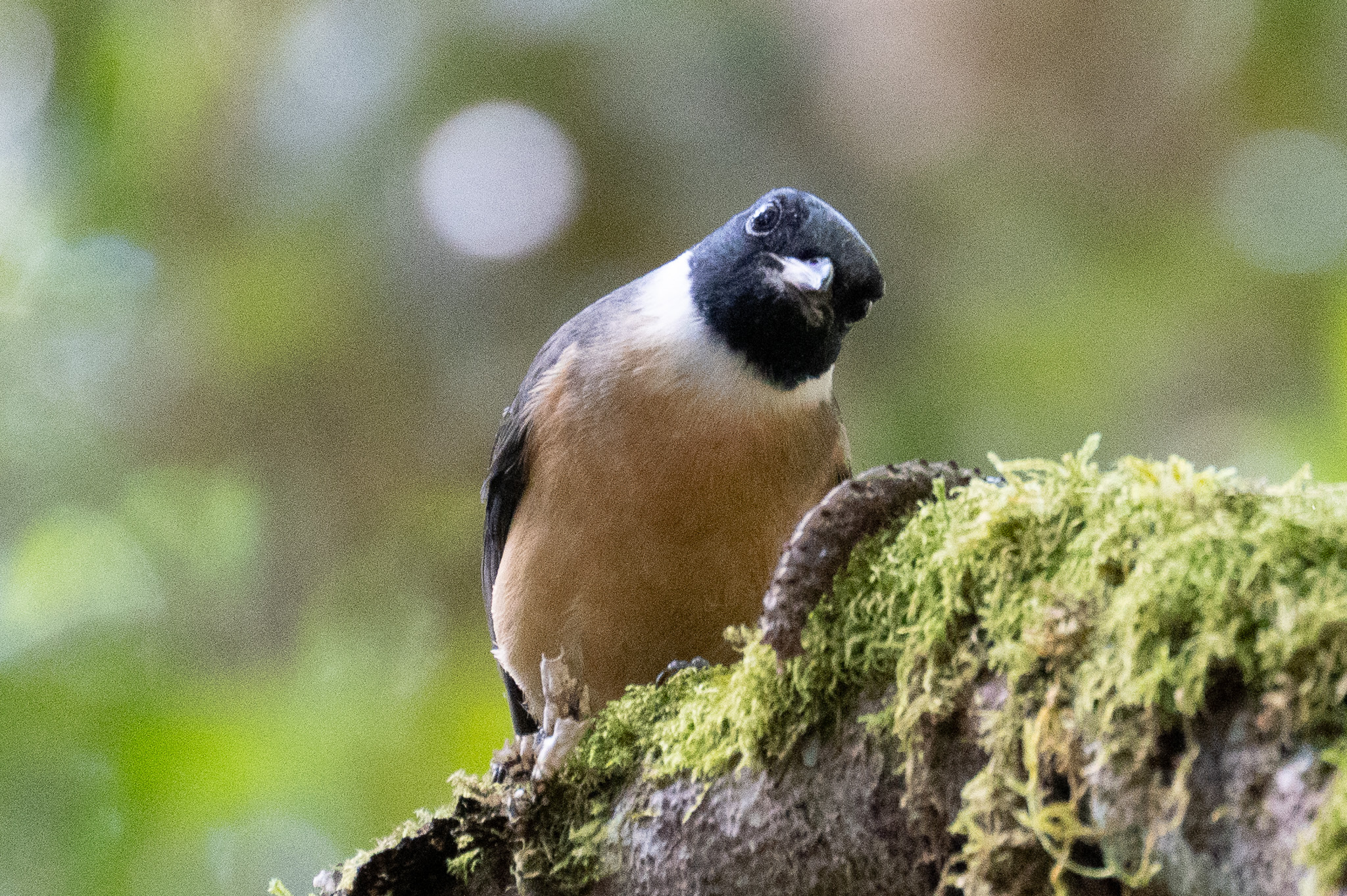 Tylas Vanga (Tylas eduardi), photo 4