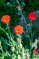 Kleinia fulgens