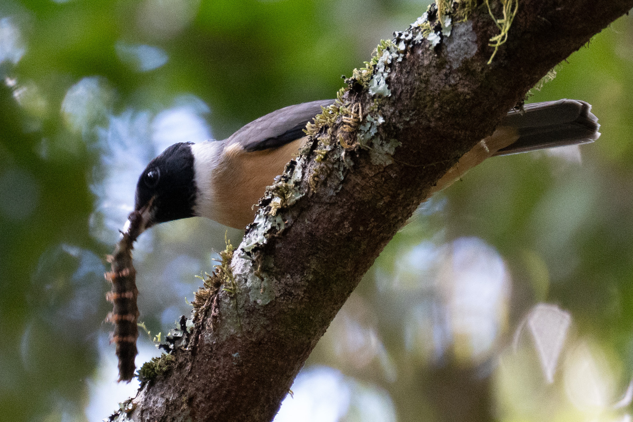 Tylas Vanga (Tylas eduardi), photo 7