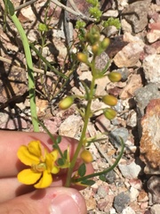 Menodora scabra
