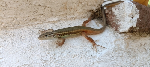Large Psammodromus