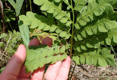 Onoclea sensibilis