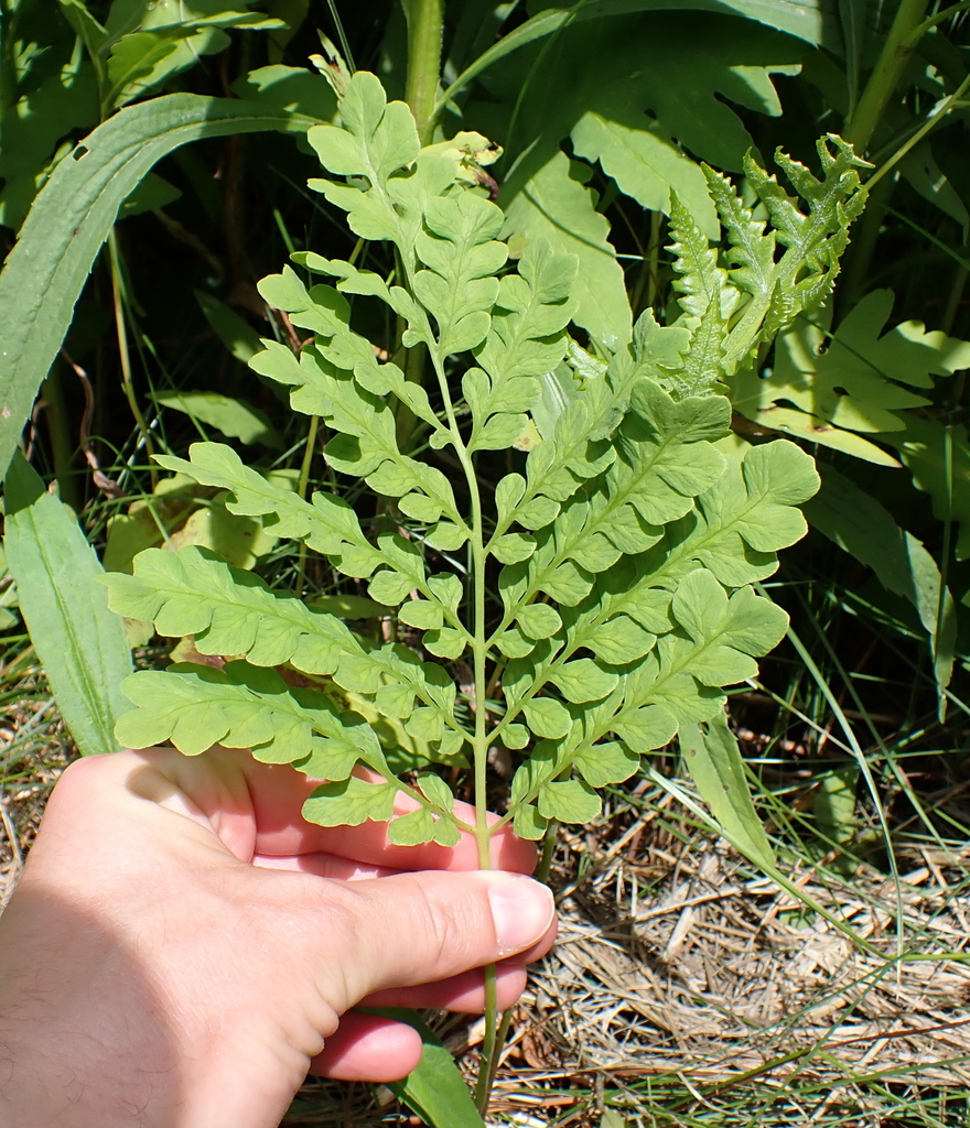 Onoclea sensibilis, Rockingham, New Hampshire, United States