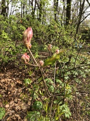 Rhododendron prinophyllum