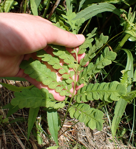 Onoclea sensibilis