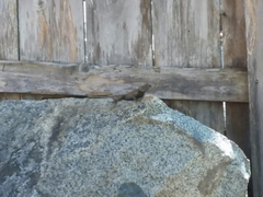 Sceloporus occidentalis