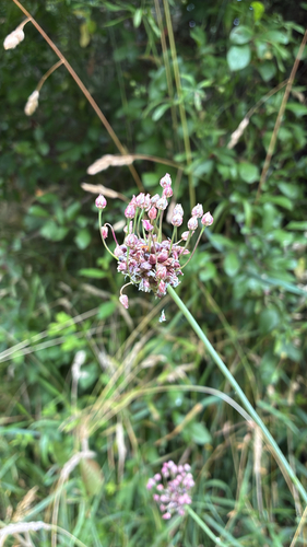 Sand Leek