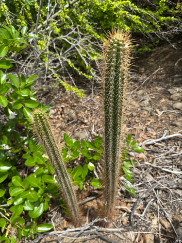 Pilosocereus curtisii, photograph 5