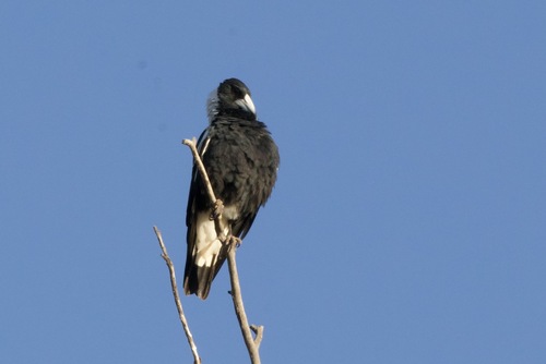 Australian Magpie