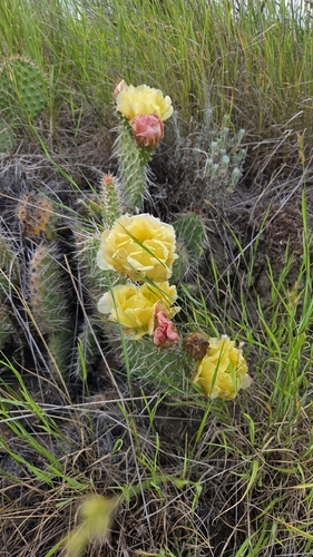 Plains Pricklypear