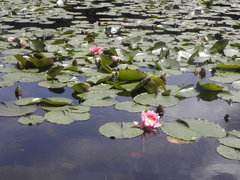 Nymphaea rubra