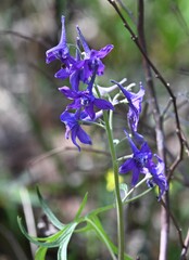 Delphinium tricorne, photograph author not stated, no rights reserved