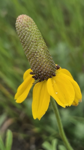 upright prairie coneflower