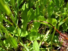 Leontodon saxatilis saxatilis