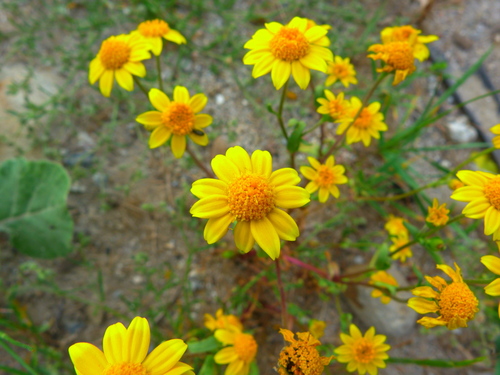 Image of Lasthenia glabrata by (c) Zack Abbey, some rights reserved (CC BY)