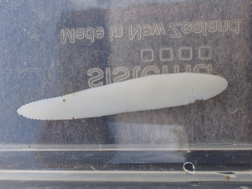 Schistocephalus solidus