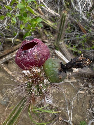 Pilosocereus curtisii, photograph 4