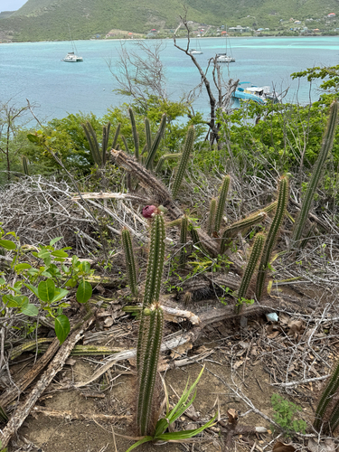Pilosocereus curtisii, photograph 3