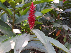 Alpinia purpurata