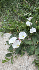 field bindweed