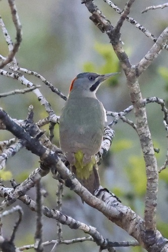 Levaillant's Woodpecker