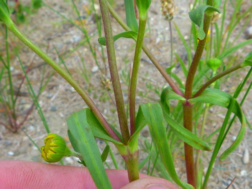 Image of Lasthenia glabrata by (c) Zack Abbey, some rights reserved (CC BY)