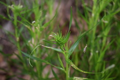 Liatris compacta