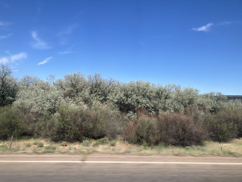 Russian olive