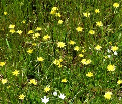 Leontodon saxatilis saxatilis