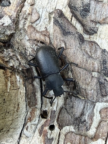 iNaturalist observation photo of Serrated Darkling Beetle