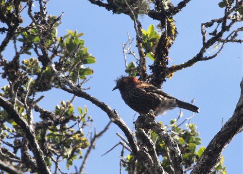 Palmeria dolei observed 2015-08-05