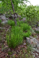 Liatris compacta