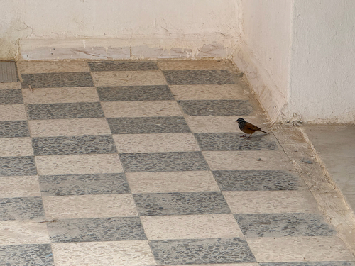 House Bunting
